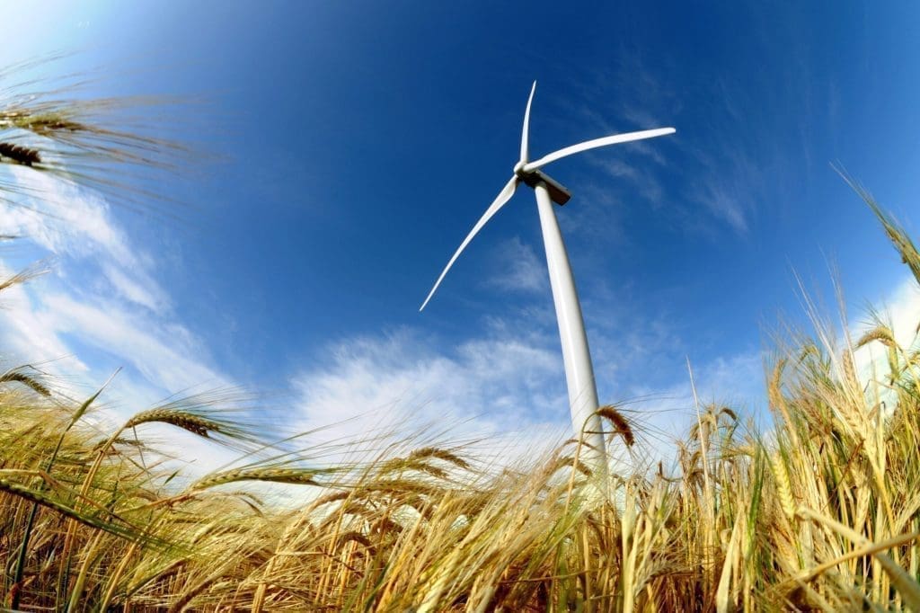 wind turbine in a corn field and blue sky