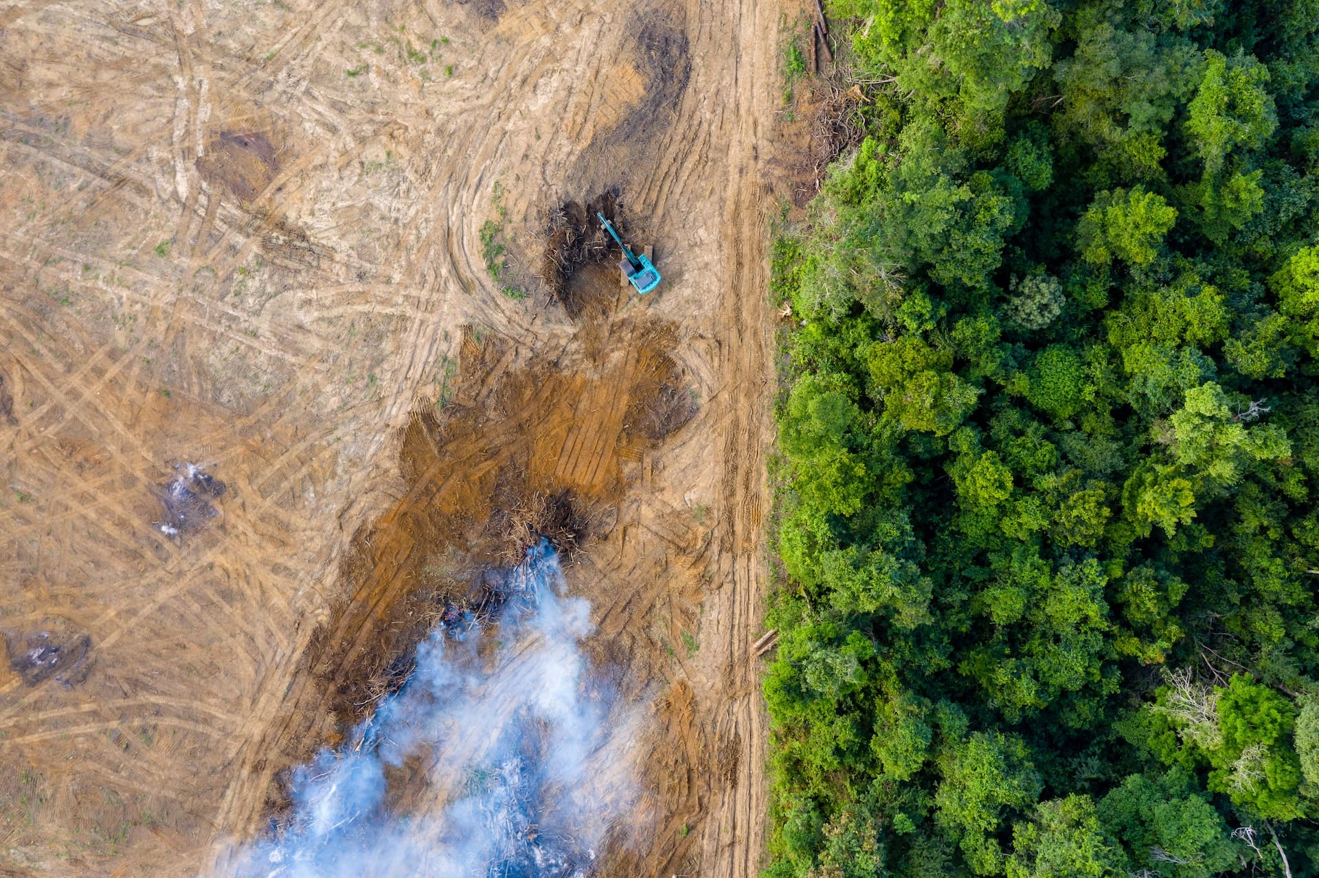 Le guide d’Achilles sur les réglementations de l’UE en matière de déforestation